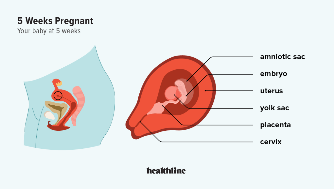 4 Weeks Pregnant: Symptoms and Embryo Size