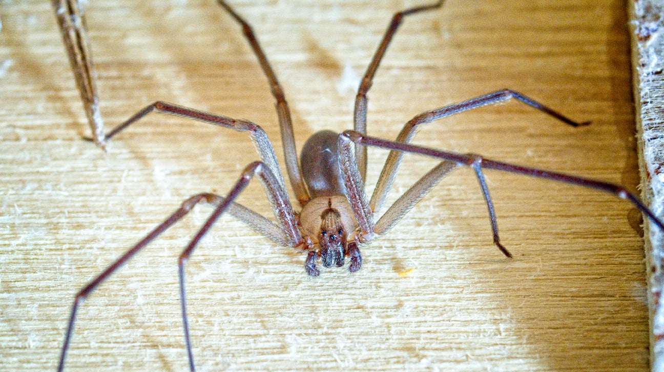 pinion Atlantic Spænde How to Identify and Treat a Brown Recluse Spider Bite
