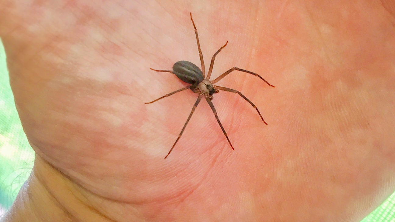 A brown recluse spider bite almost cost this man his leg. Here's what to  know.
