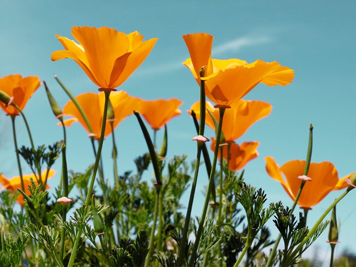 What Is California Poppy, and Does It Have Health Benefits?