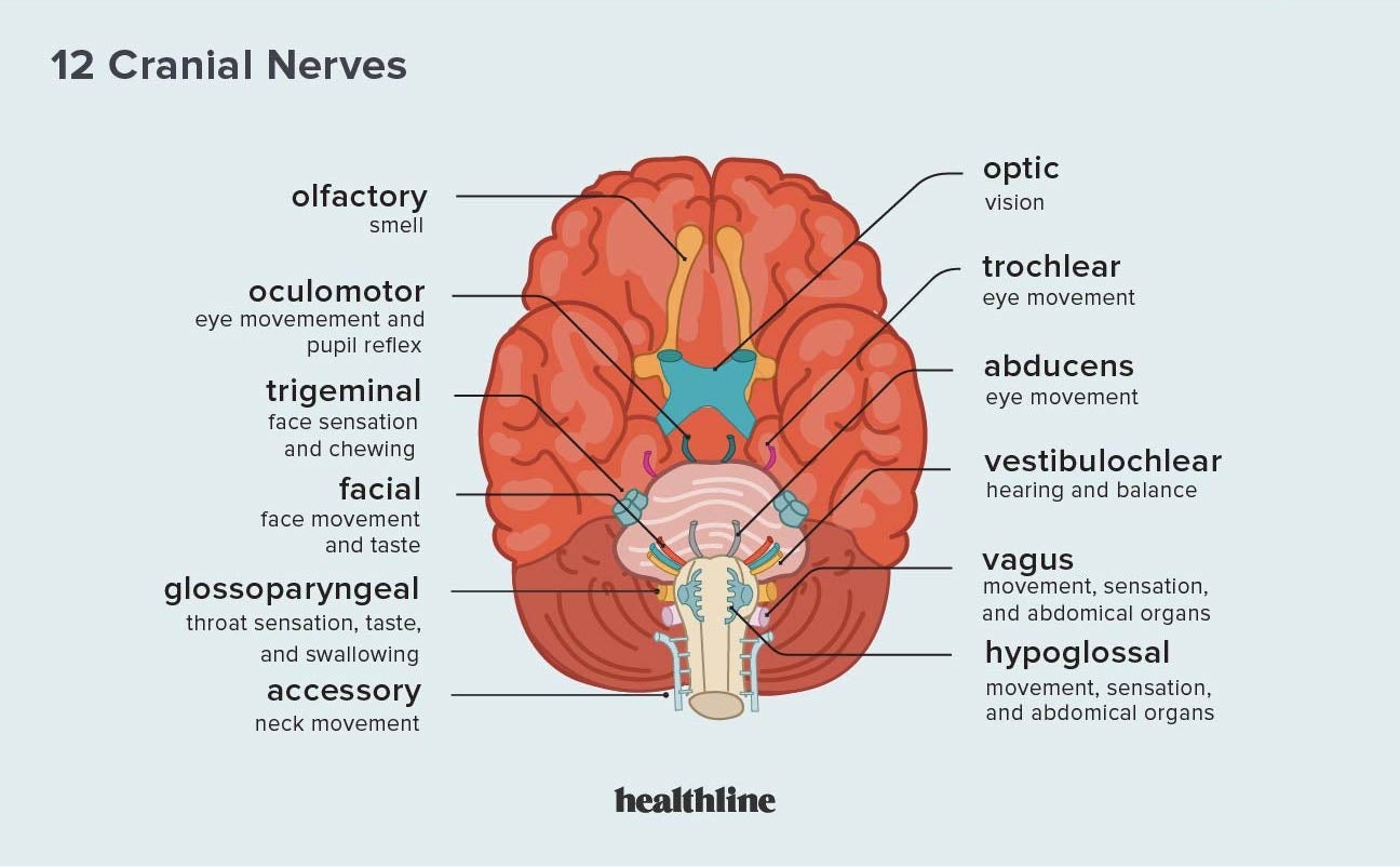 Trigeminal nerve Anatomy - The Mandibular nerve 