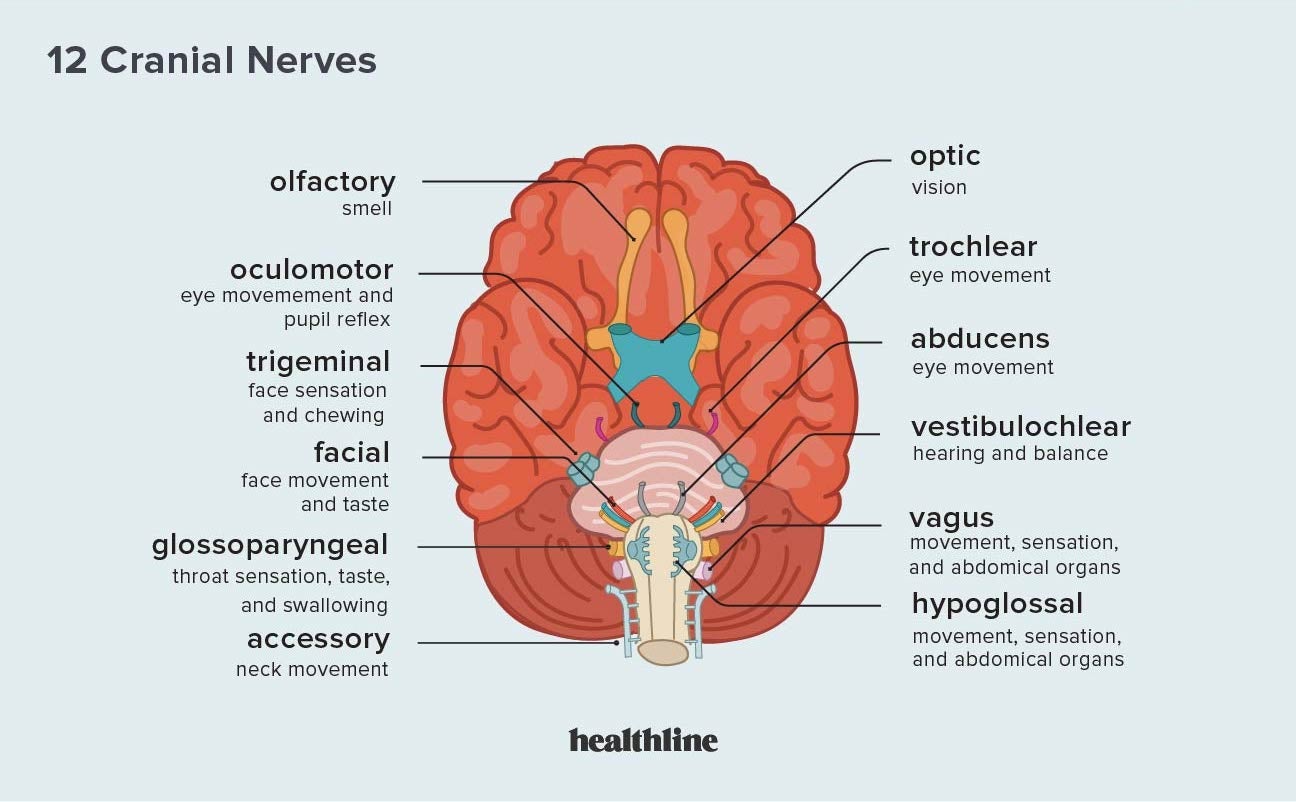 Trigemial nerve illustration. Ophtalmic, Maxillary and mandibular nerve  Stock Illustration