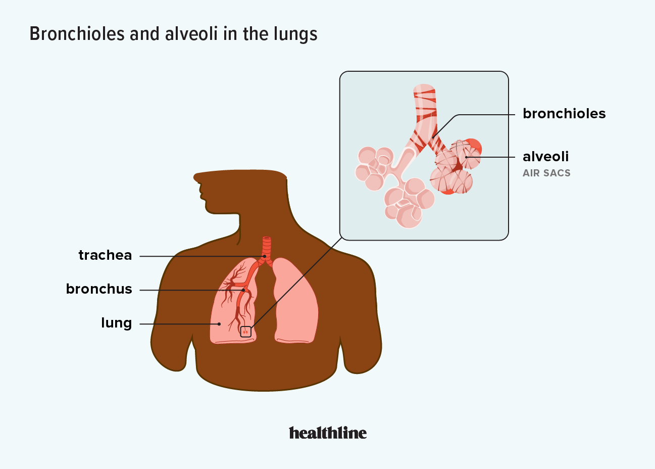 bronchiolitis-obliterans-organizing-pneumonia-cryptogenic-organizing