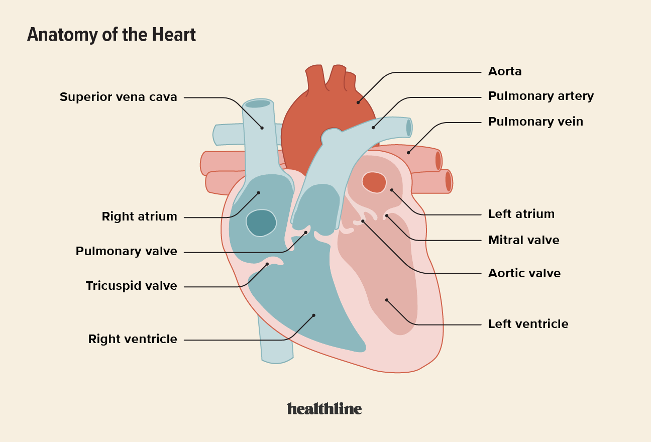 difference-between-superior-and-inferior-vena-cava-pediaa-com