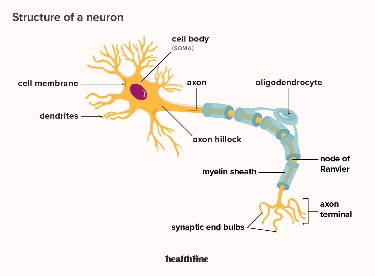What Is A Neuron Diagrams Types Function And More