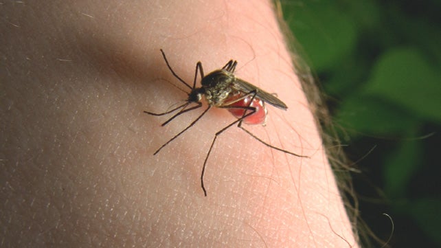 Mosquito Bites Symptoms Diseases And Treatments 7580