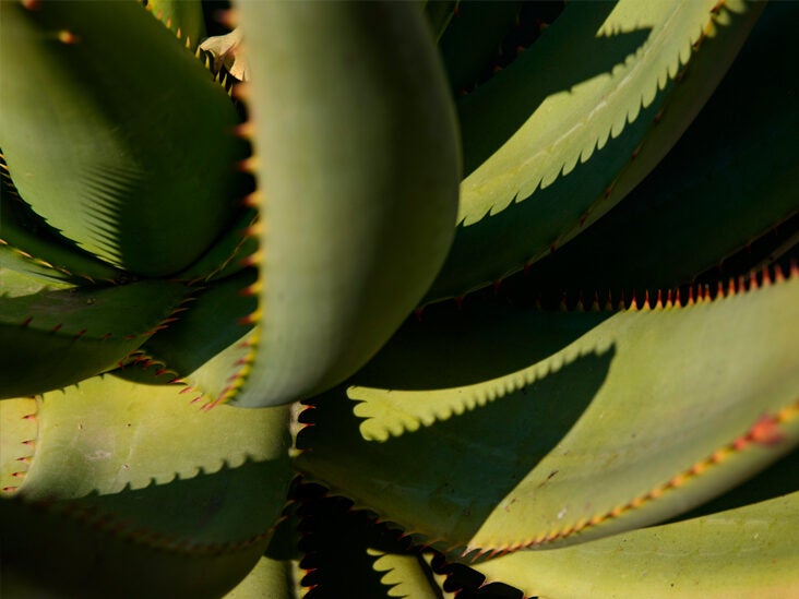 Duplicación Franco Hermana 5 Healthy Benefits of Drinking Aloe Vera Juice