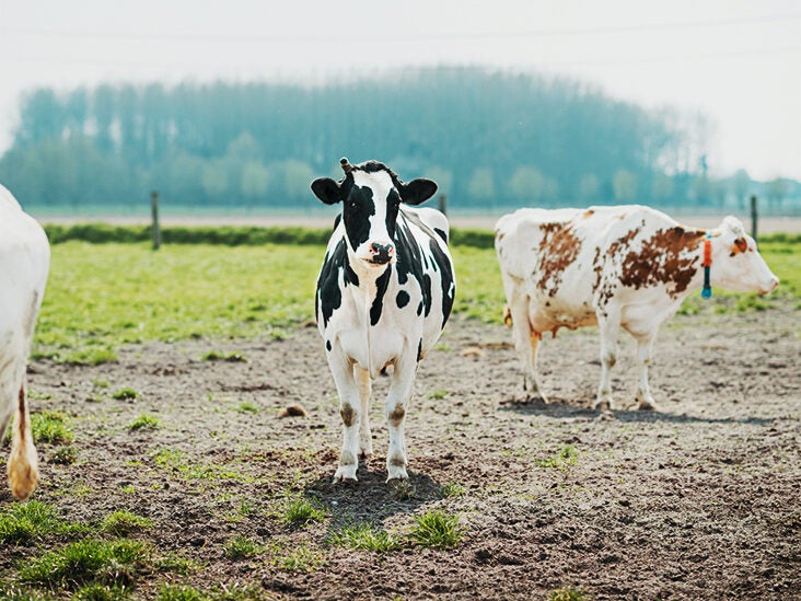 Grass-Fed Milk: Everything You Need to Know