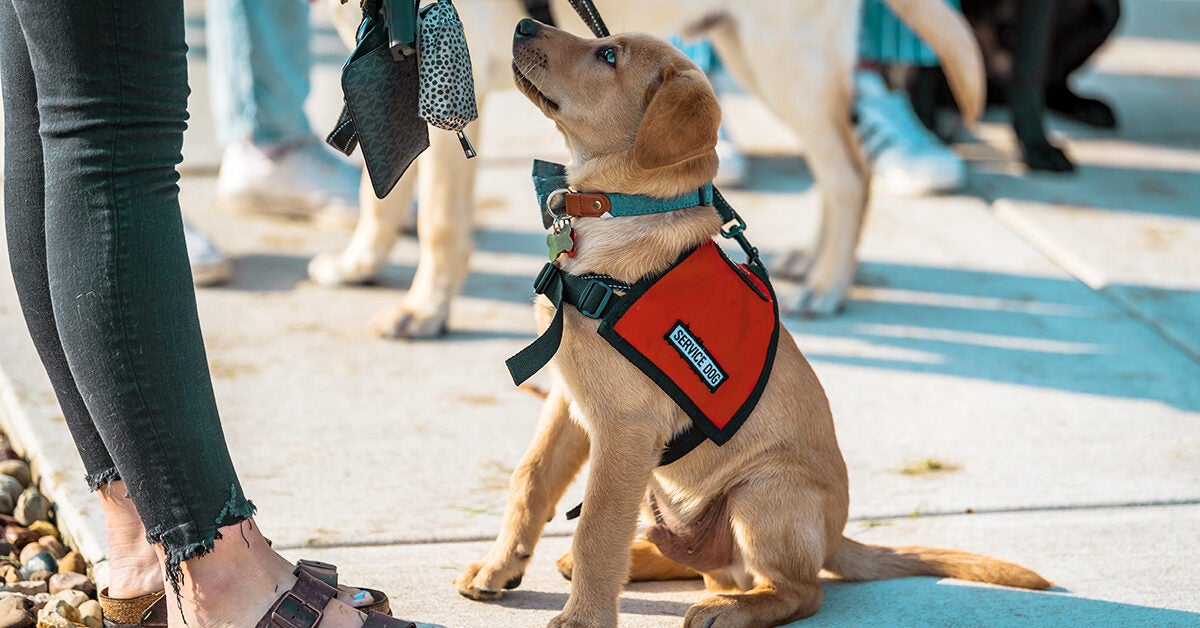 how to get a service dog to train