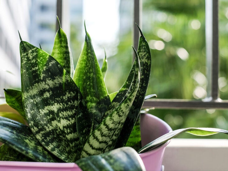 Are Snake Plants Good for Oxygen? Discover the Benefits Now!