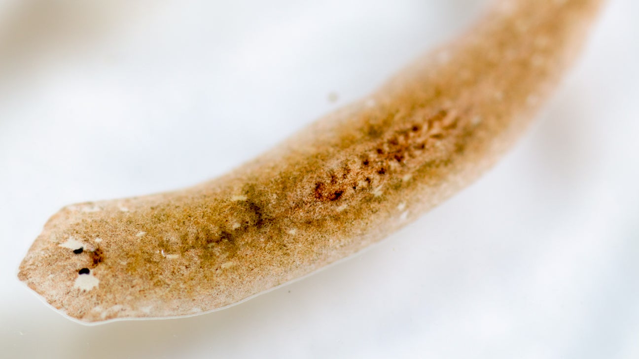 worms in human poop