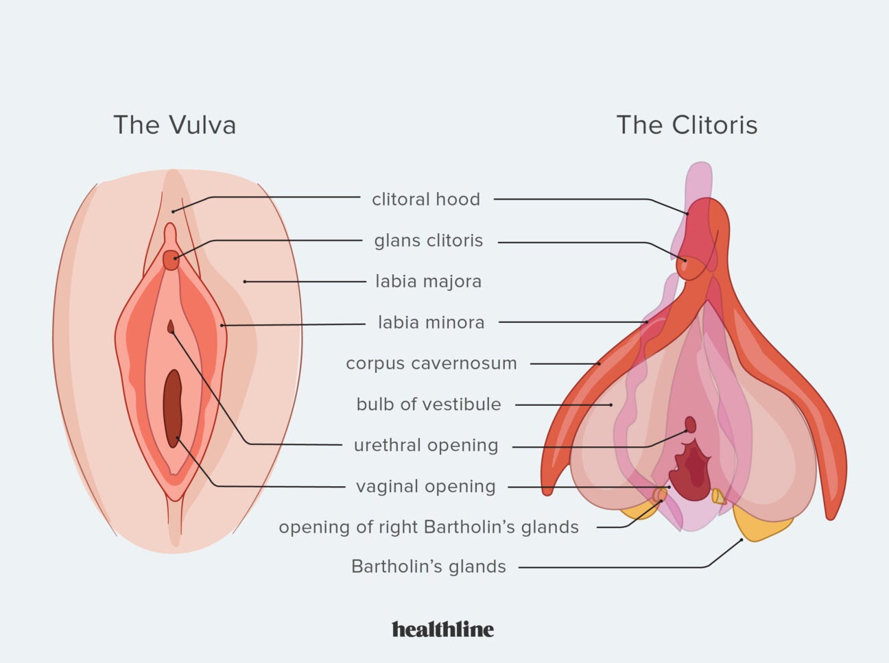 Clitoris foto