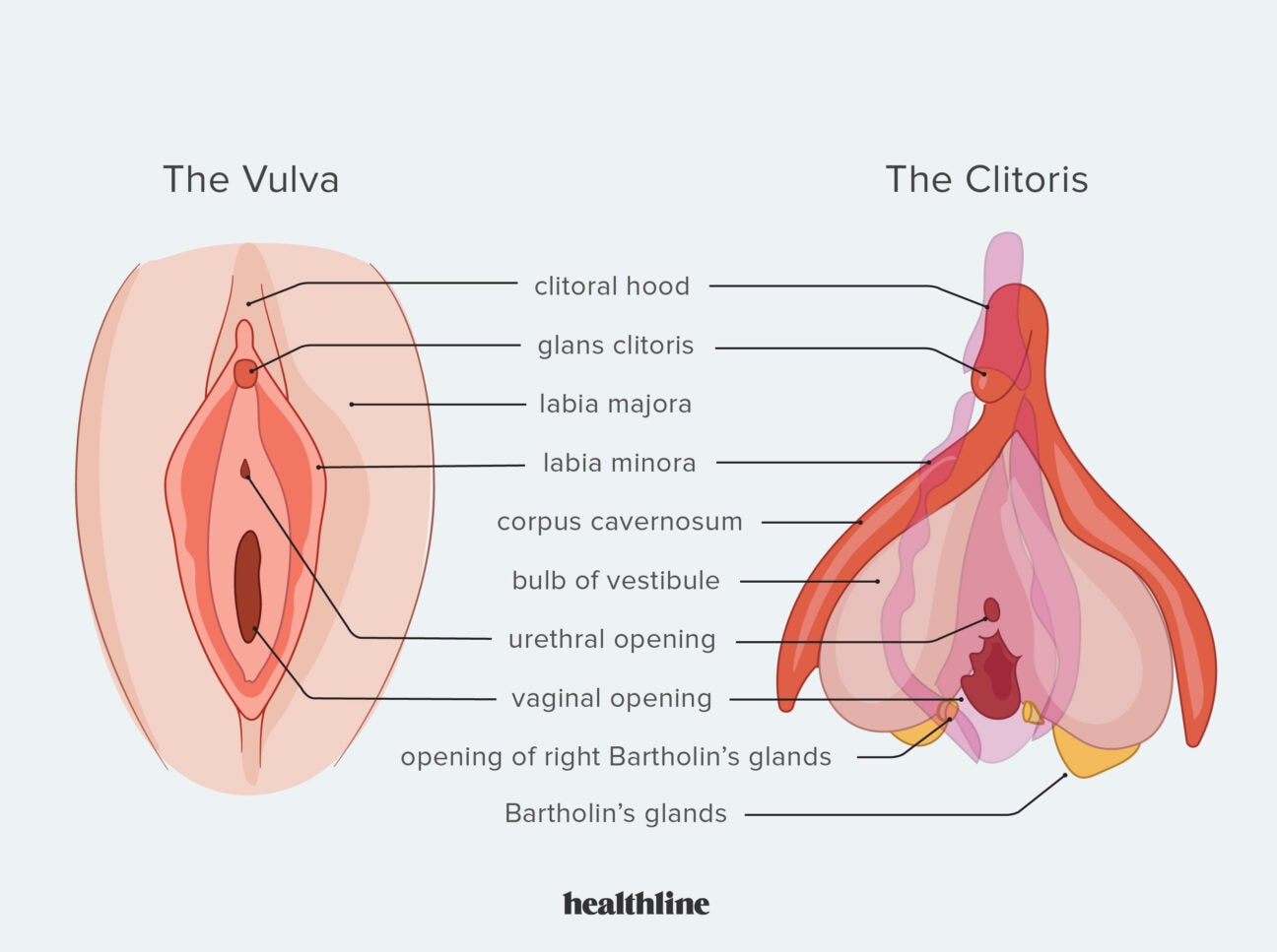 Clithoris