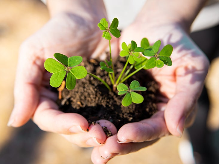 Is Clover Edible? Nutrients, Benefits, and Downsides
