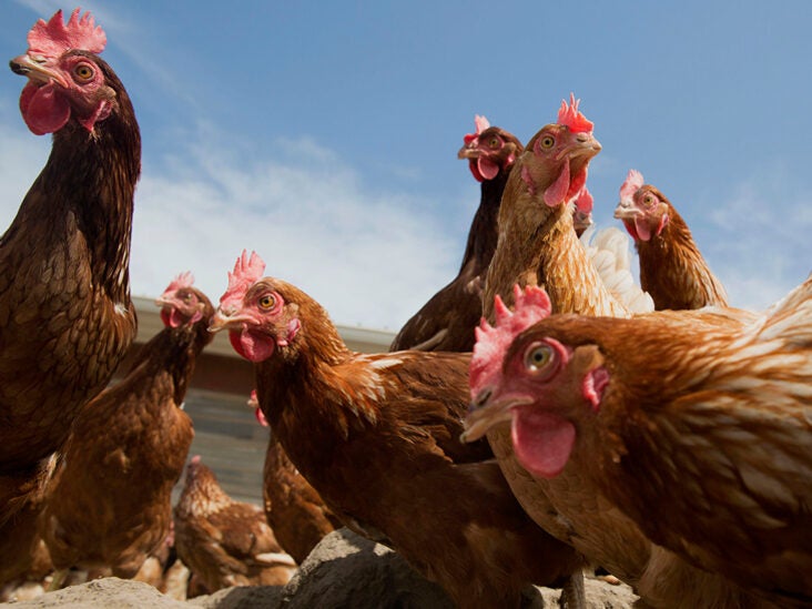 Avian Flu Outbreak in the U.S.: What to Know Right Now