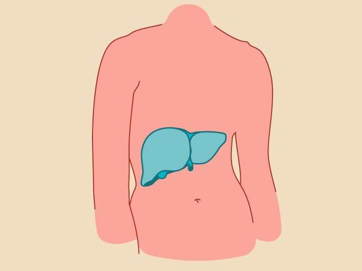 Liver Anatomy Definition Symptoms And More