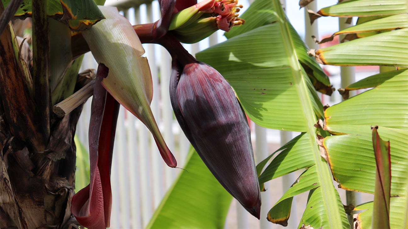 Banana Flower Benefits Nutrients And