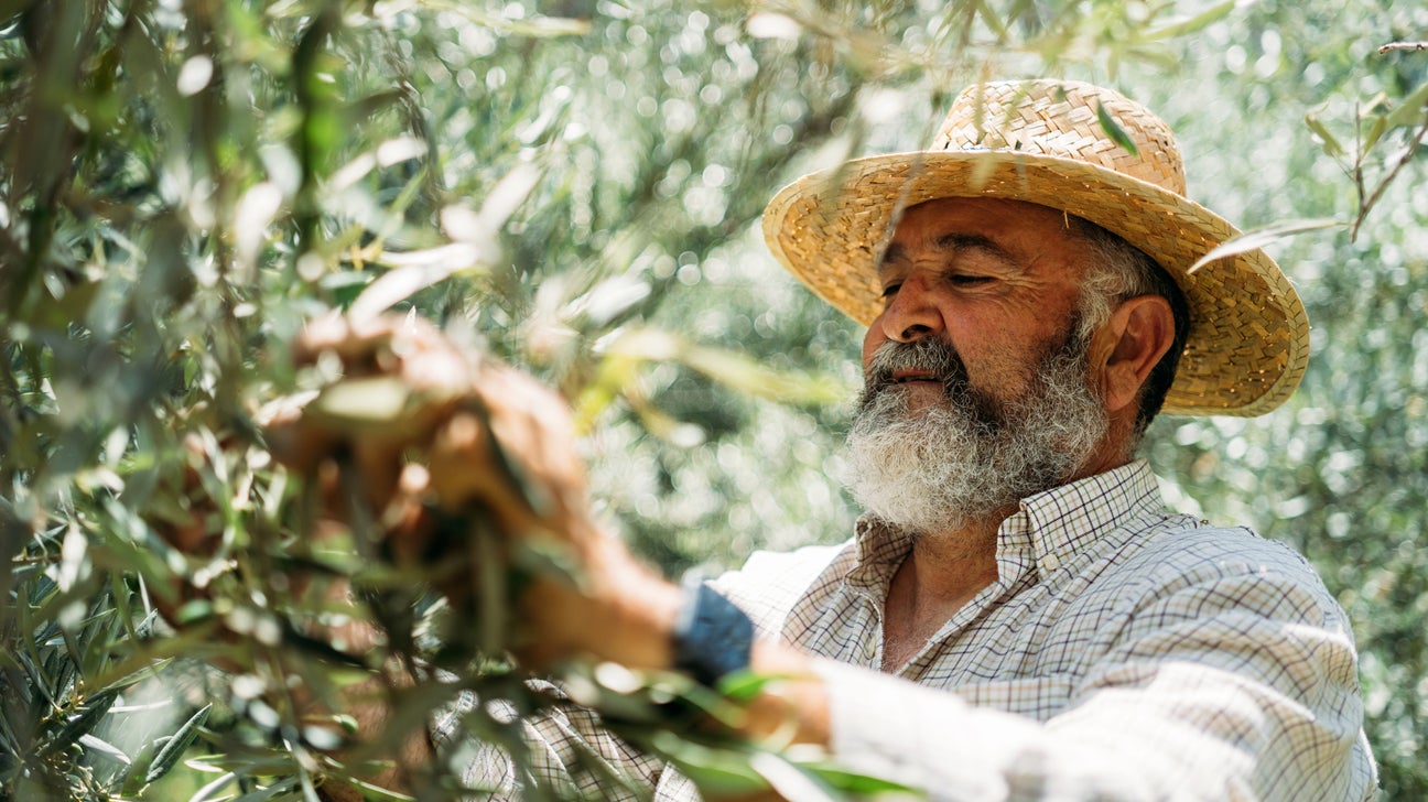 A man trims an olive tree