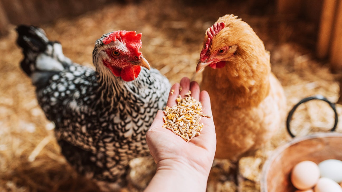 One Lane Road - Chicken Breeds at