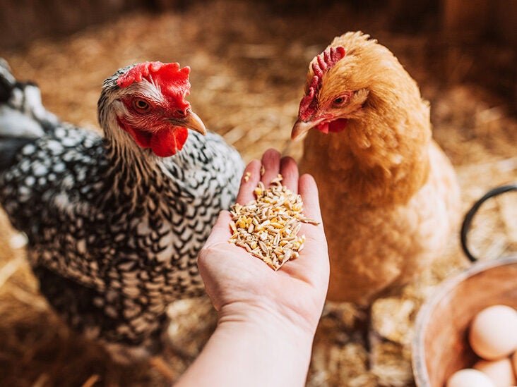 How to Keep Chickens: Tips and Walkthrough