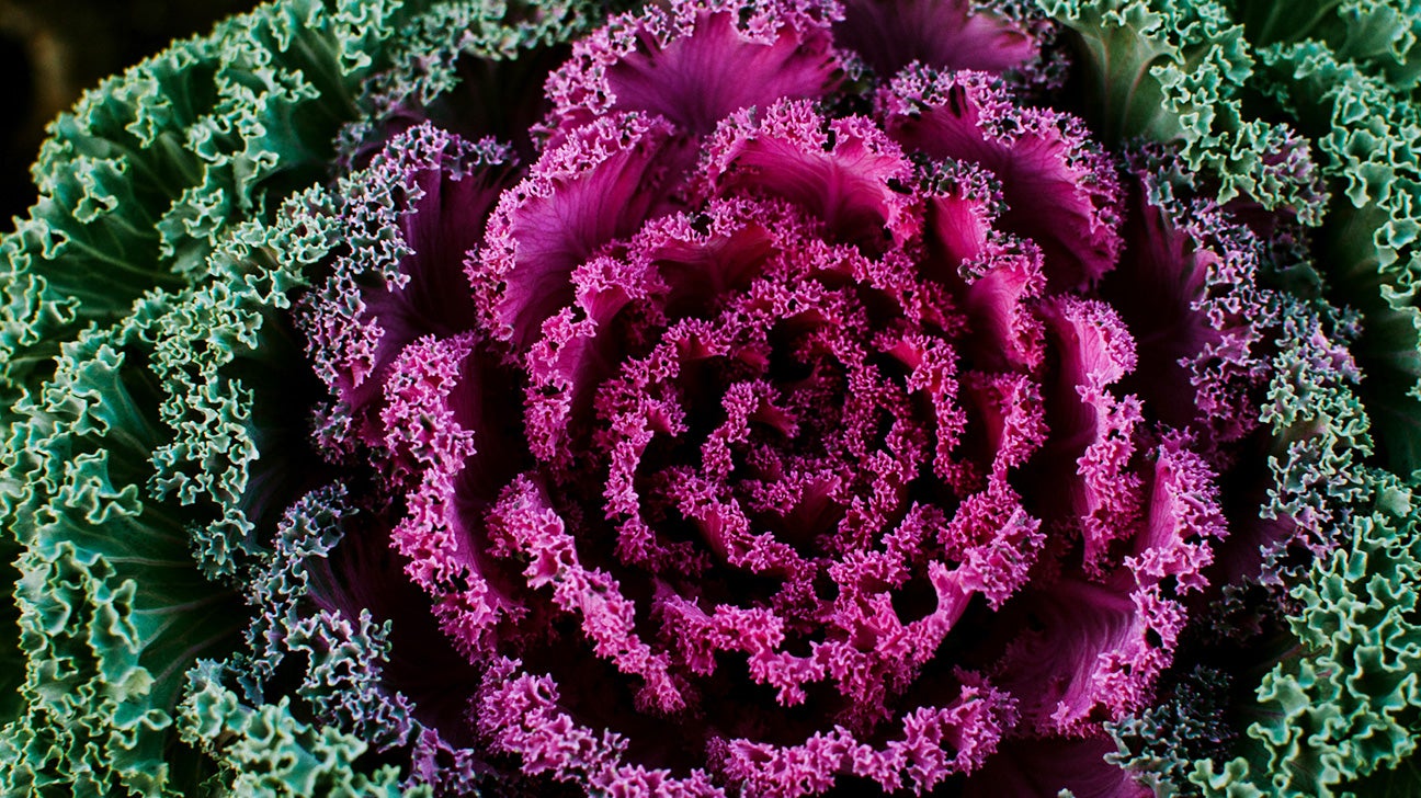 Types of Kale 10 Different Options