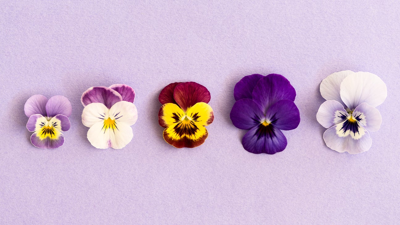 15 Different Types of Edible Flowers - What Flowers Are Edible?