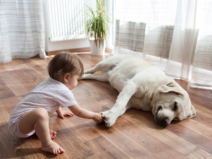 Dogs Can Help Reduce Stress in Children: What to Know