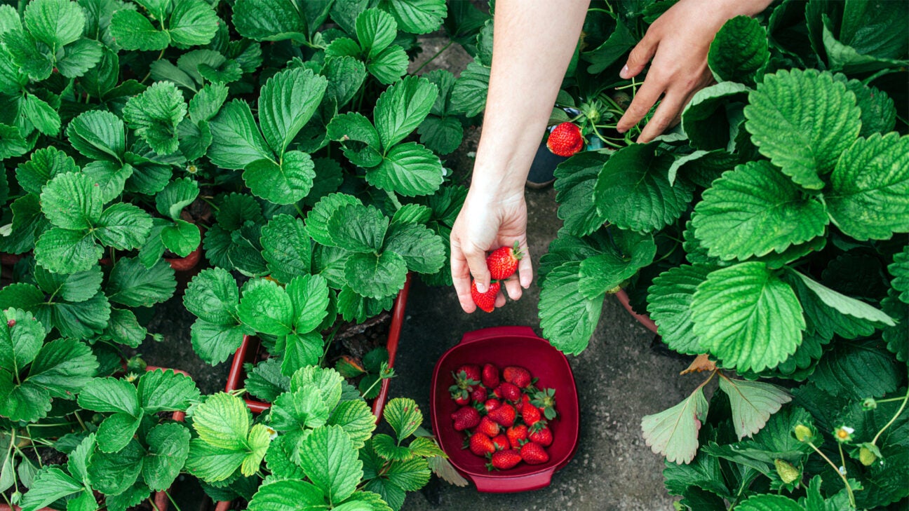 Hepatitis A Outbreak is Linked to Strawberries How to Stay Safe Health Info