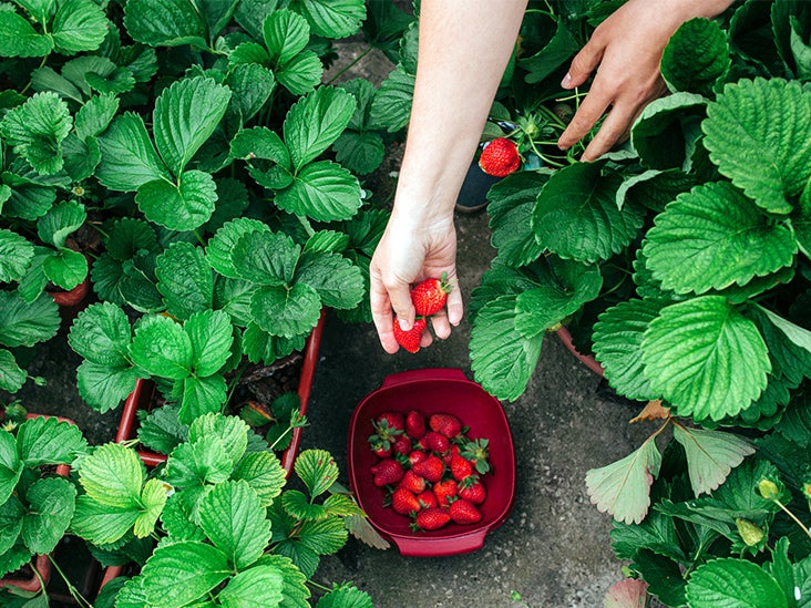 Outbreaks of hepatitis A are associated with strawberries: how to stay safe