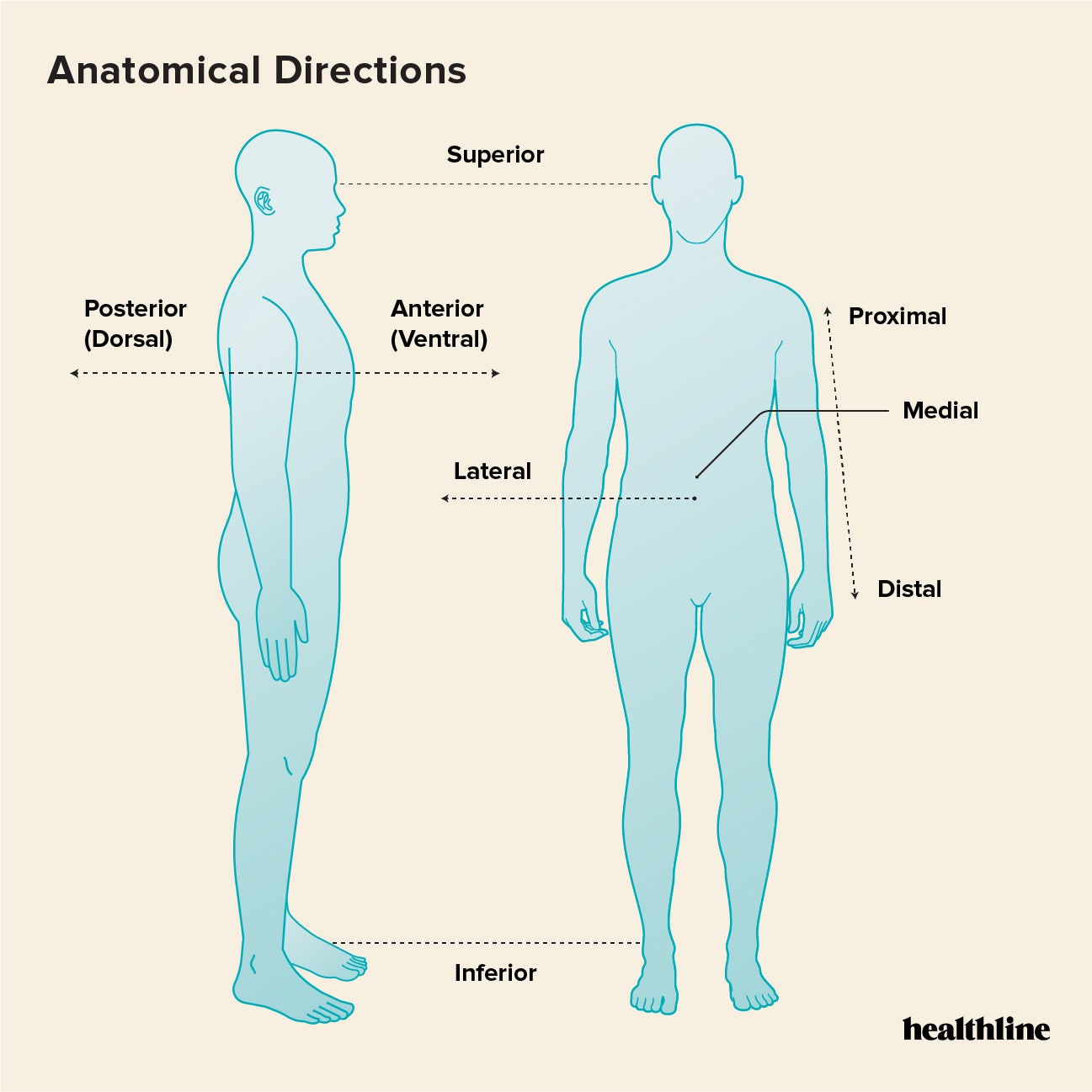 medical positions of the body