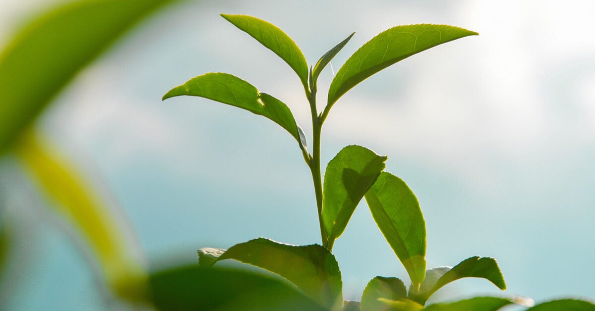 Is It Safe to Eat Tea Leaves? Easy Guide to Homemade Tea Consumption