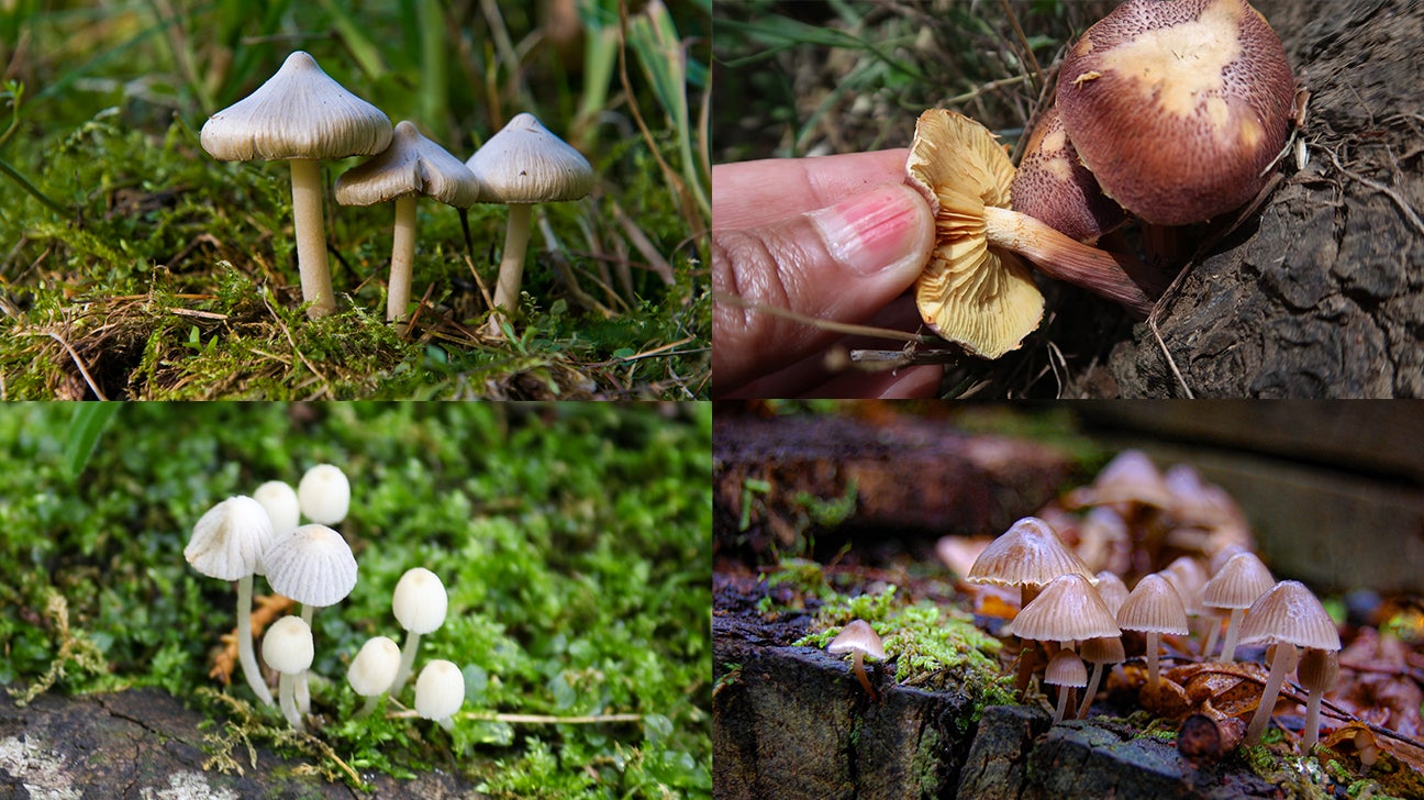 Psychedelic Shrooms 