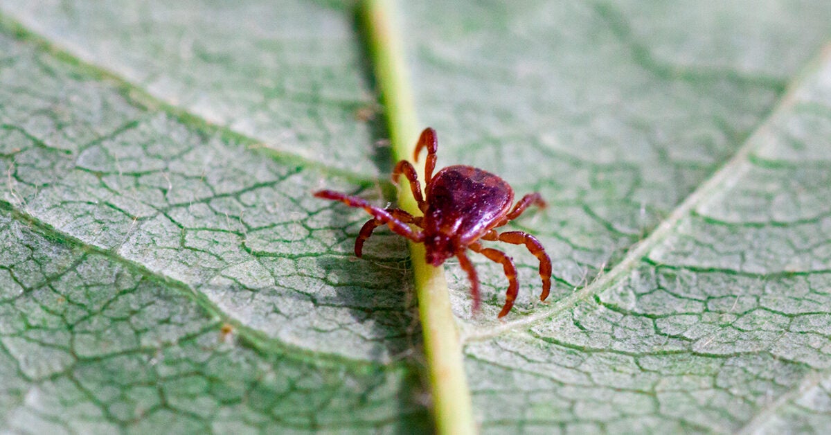 Lone Star Tick Diseases Symptoms And Locations