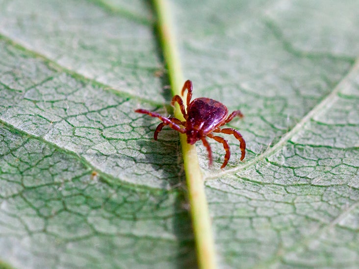Lone Star Tick Diseases Symptoms And Locations