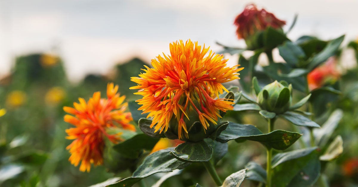Does Safflower Oil Offer Health Benefits?