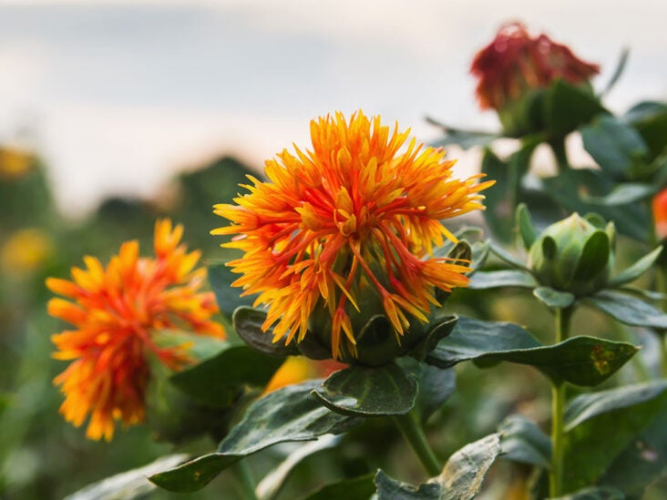 Safflower Oil: Does It Offer Any Health Benefits?