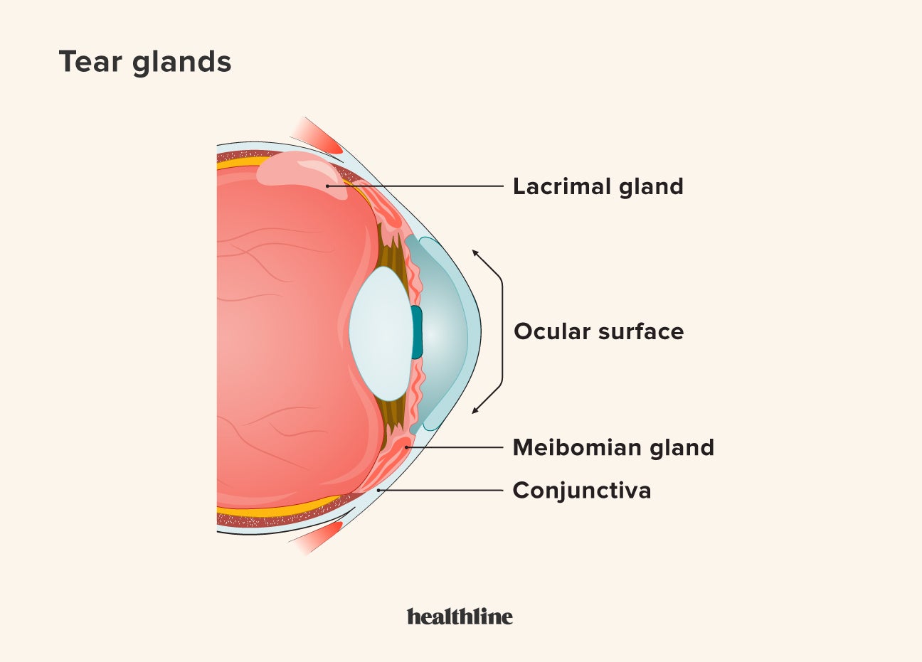 Eye Conditions Associated With Lupus