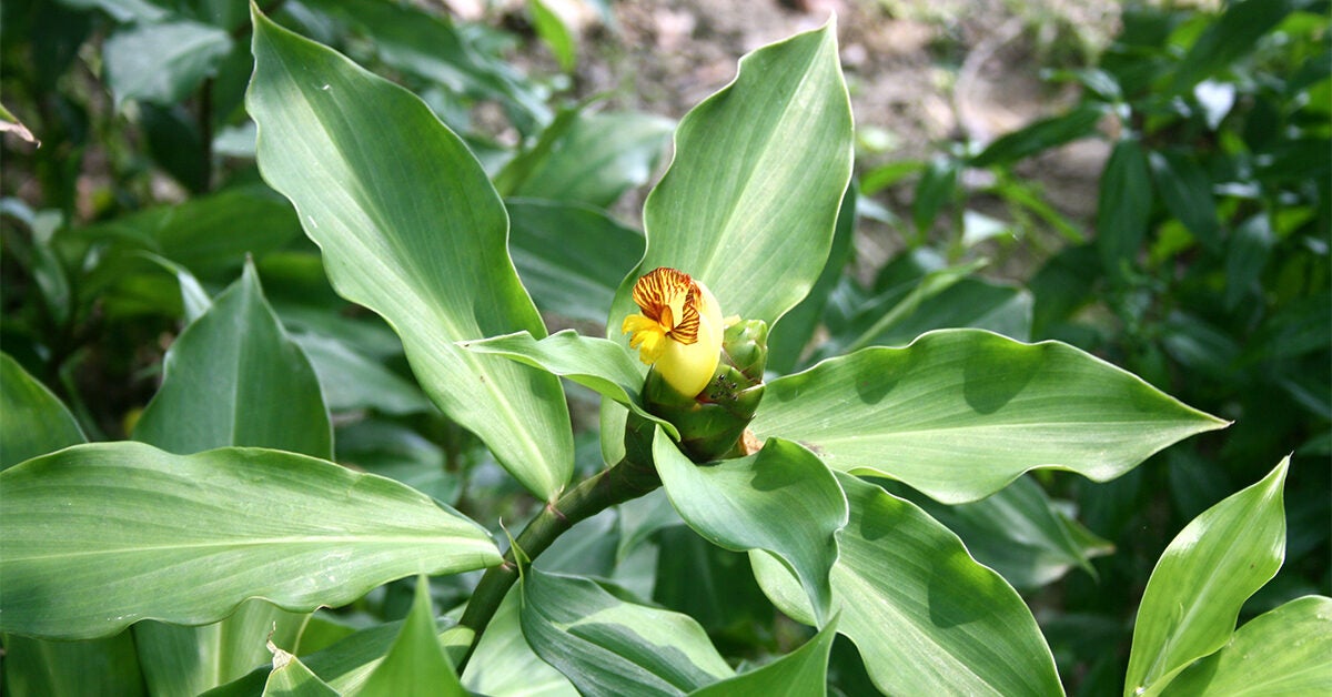 Costus Igneus Side Effects Of The Insulin Plant For Diabetes