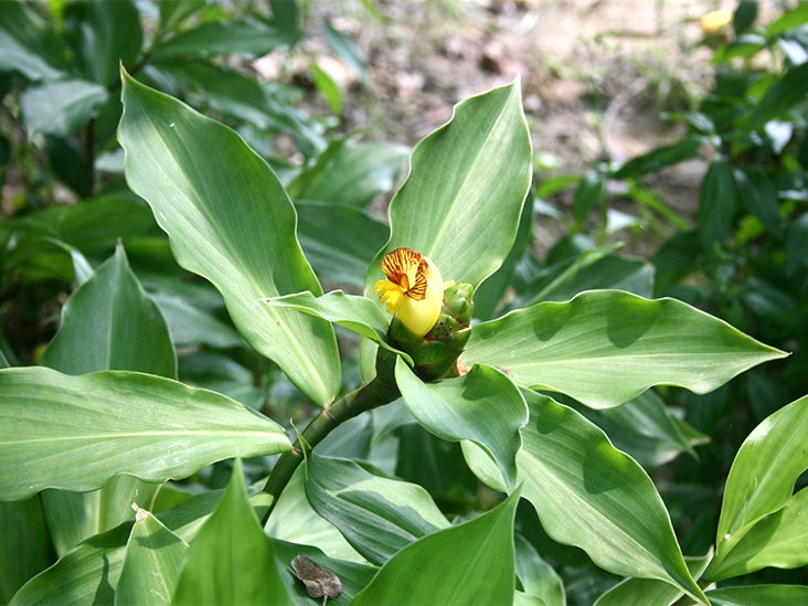 Costus Igneus: Side Effects of the Insulin Plant for Diabetes