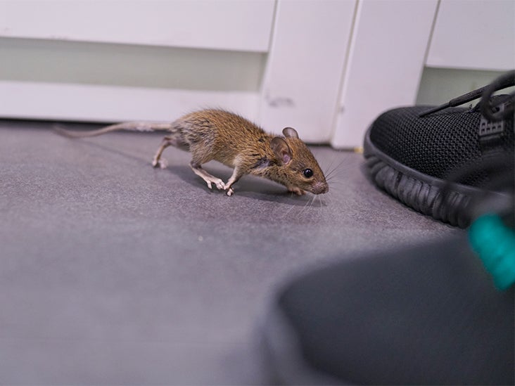 What are the Chances of Getting Sick from Mouse Droppings?