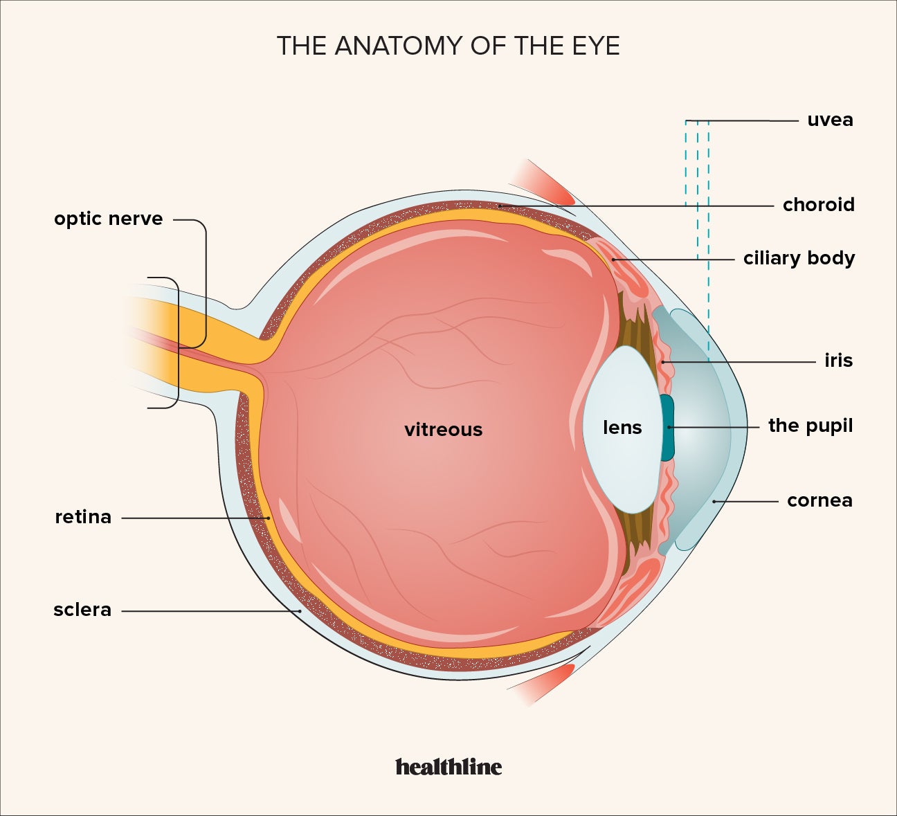 Eye Cancer Types Symptoms Causes Treatment Outlook 