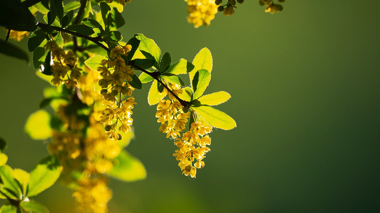Berberine: A Powerful Supplement with Many Benefits