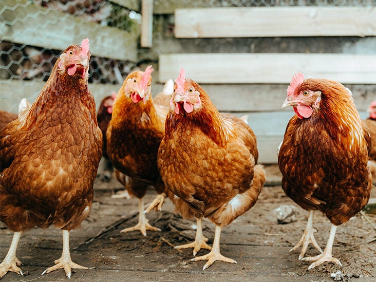 'Can Bird Flu Infect People?' Experts Answer Questions About the Outbreak