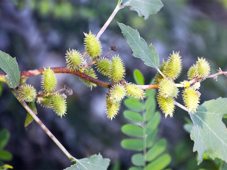 Scientists See Anti-Aging Potential in This Invasive Weed