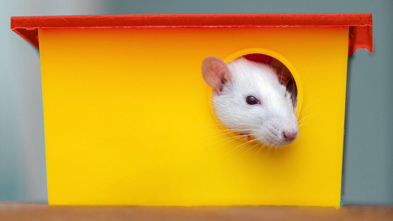 A white lab mouse peeks through a hole in a small house