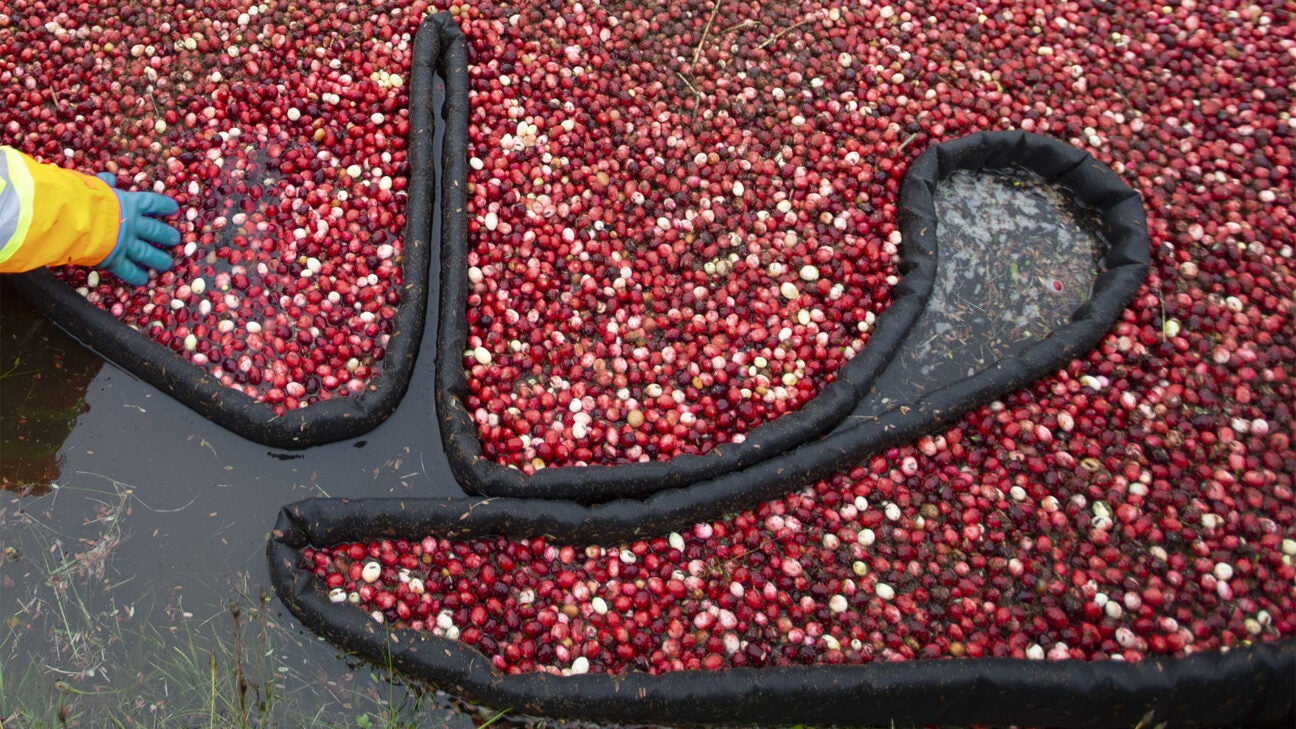 Want to Avoid UTIs? Try Cranberry Products