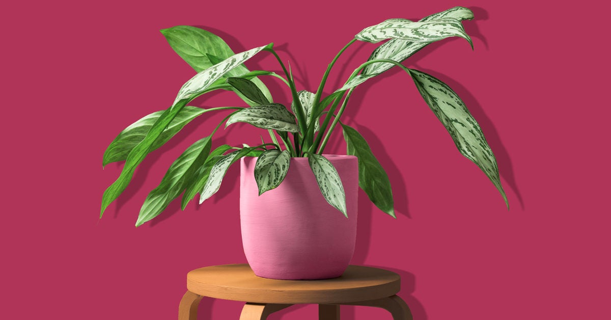 Poisonous Houseplants That Are