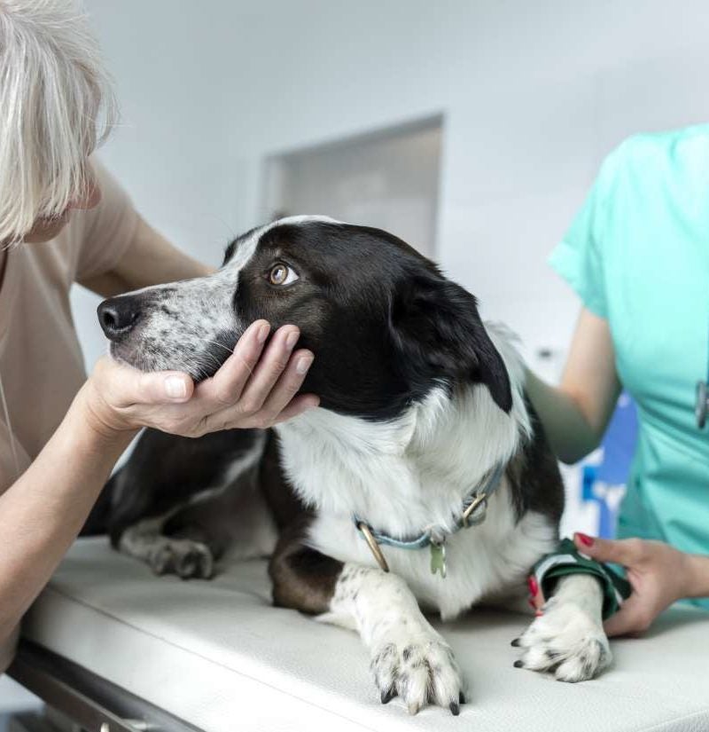 dog antibiotics without vet