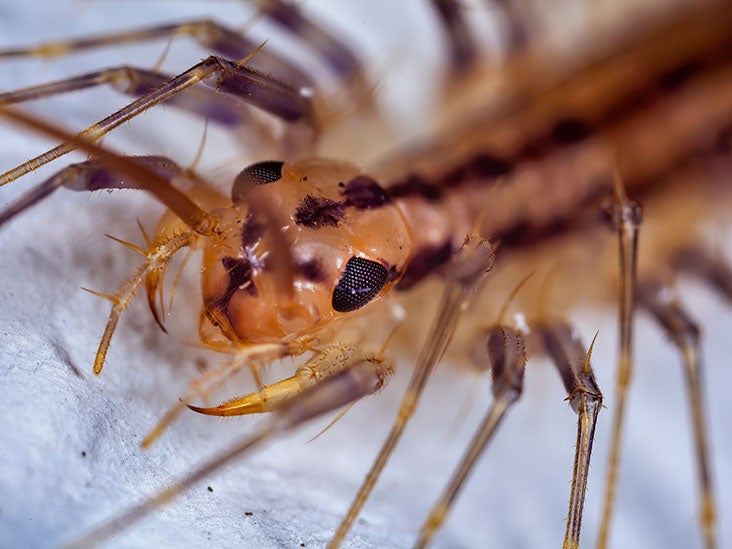 does house centipede bite