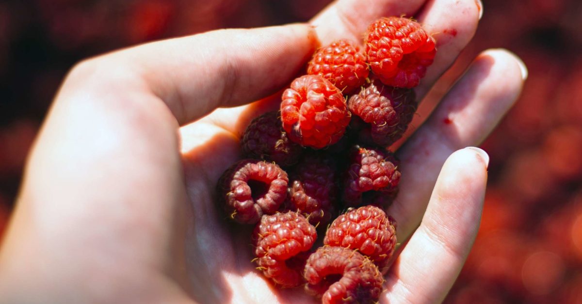 Raspberries Health benefits, nutrition, tips, and risks